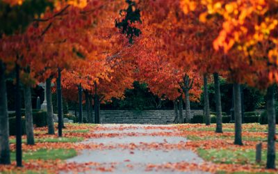 Simple SEO: Get your website ready for the last quarter of the year