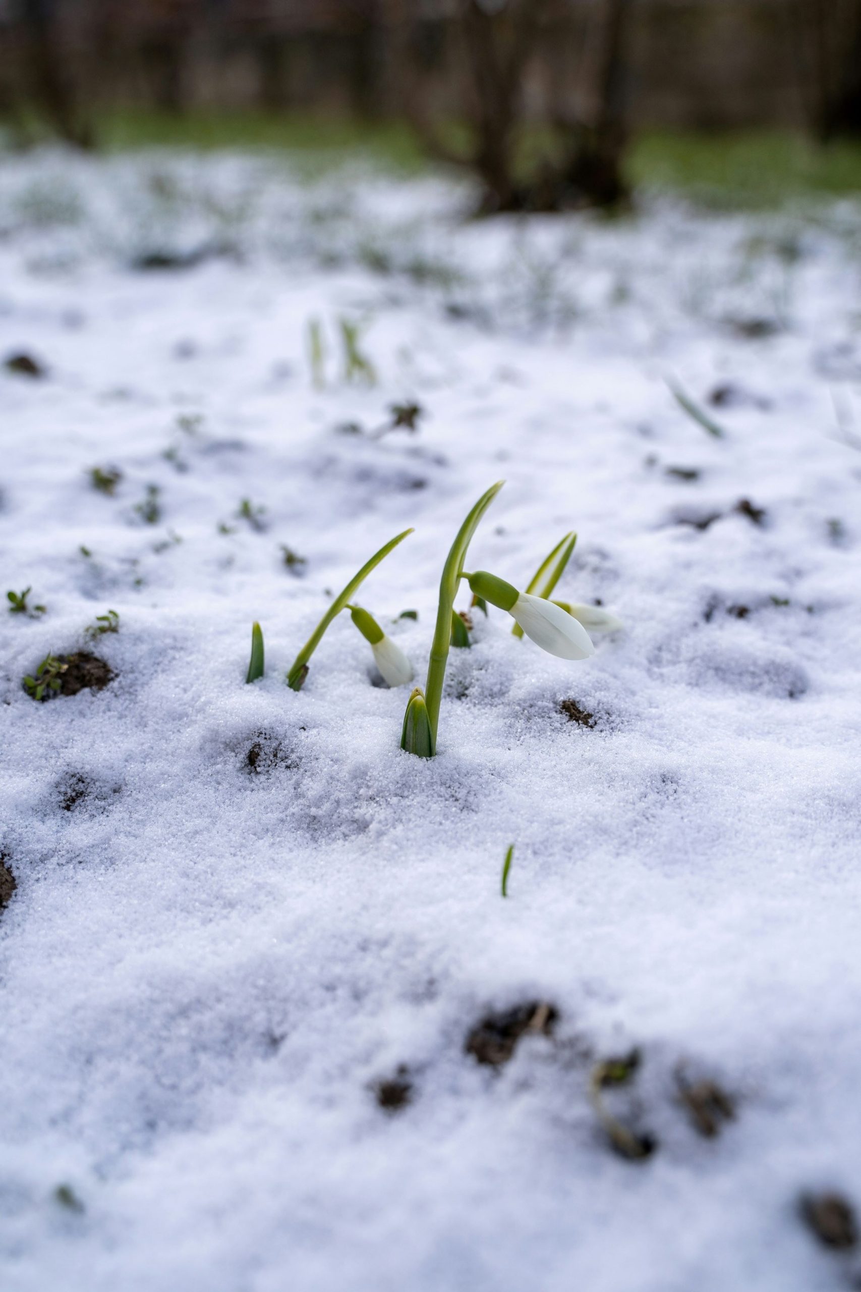 Snowdrops pushing through the snow 