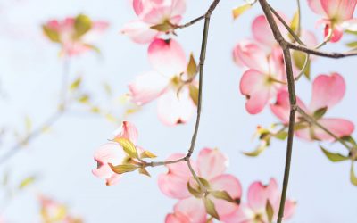 Five ways to spring clean your website content