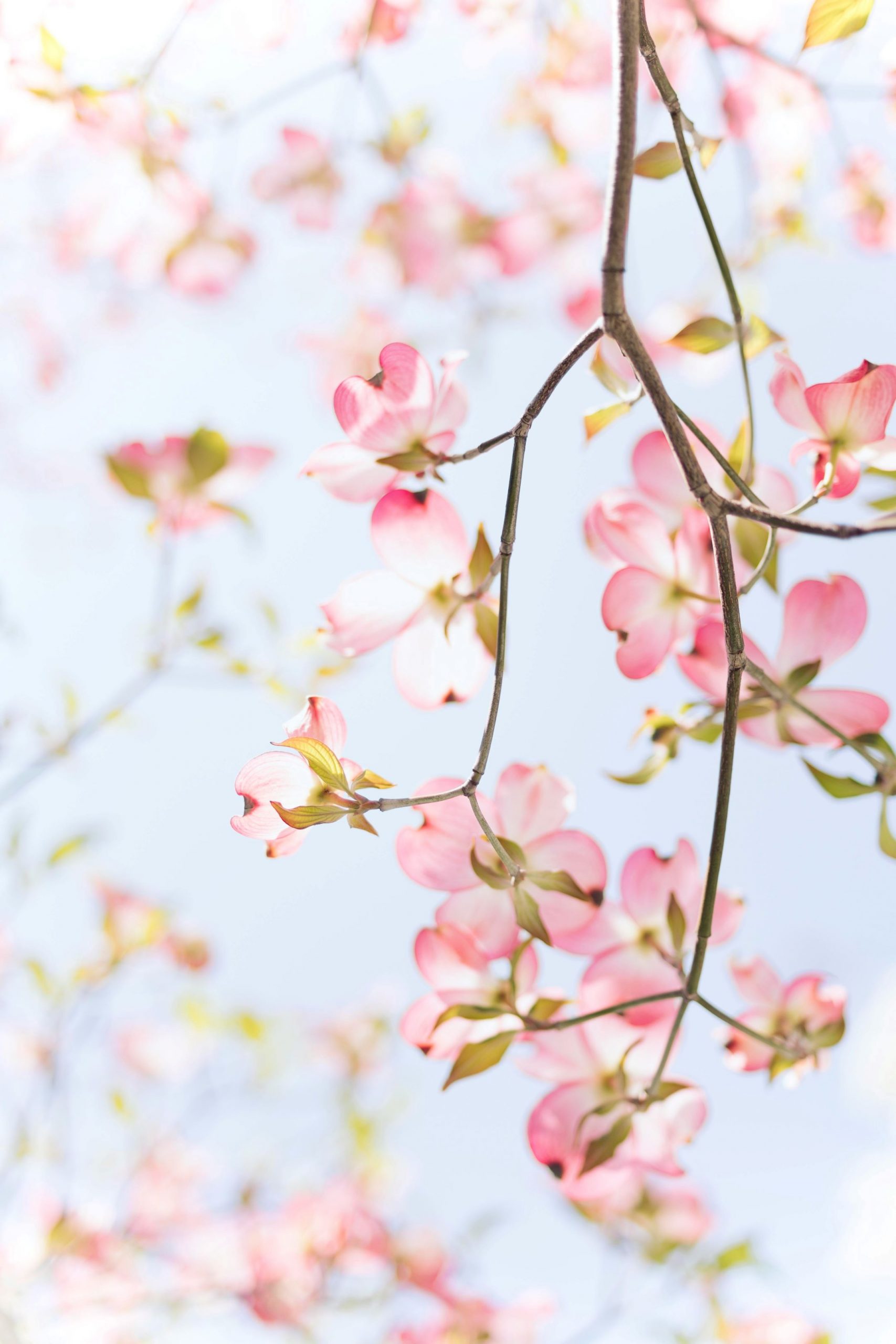 Pink cherry blossom against a blue sky