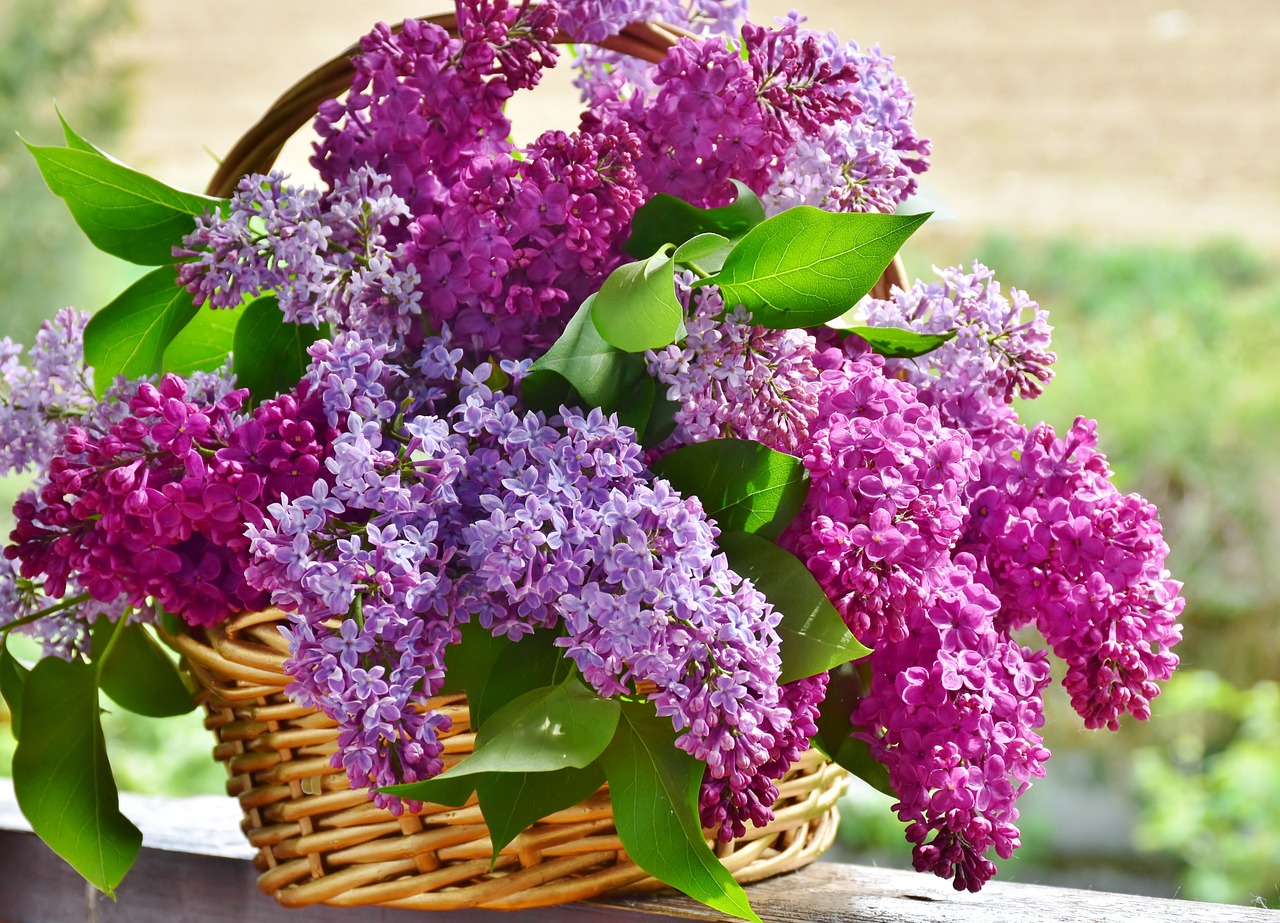 A bunch of purple and pink lilacs in a basket